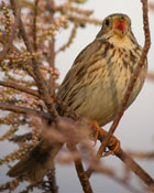 Birds of Extremadura, Spain - Corn Bunting © John Muddeman